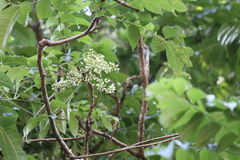 Toona ciliata